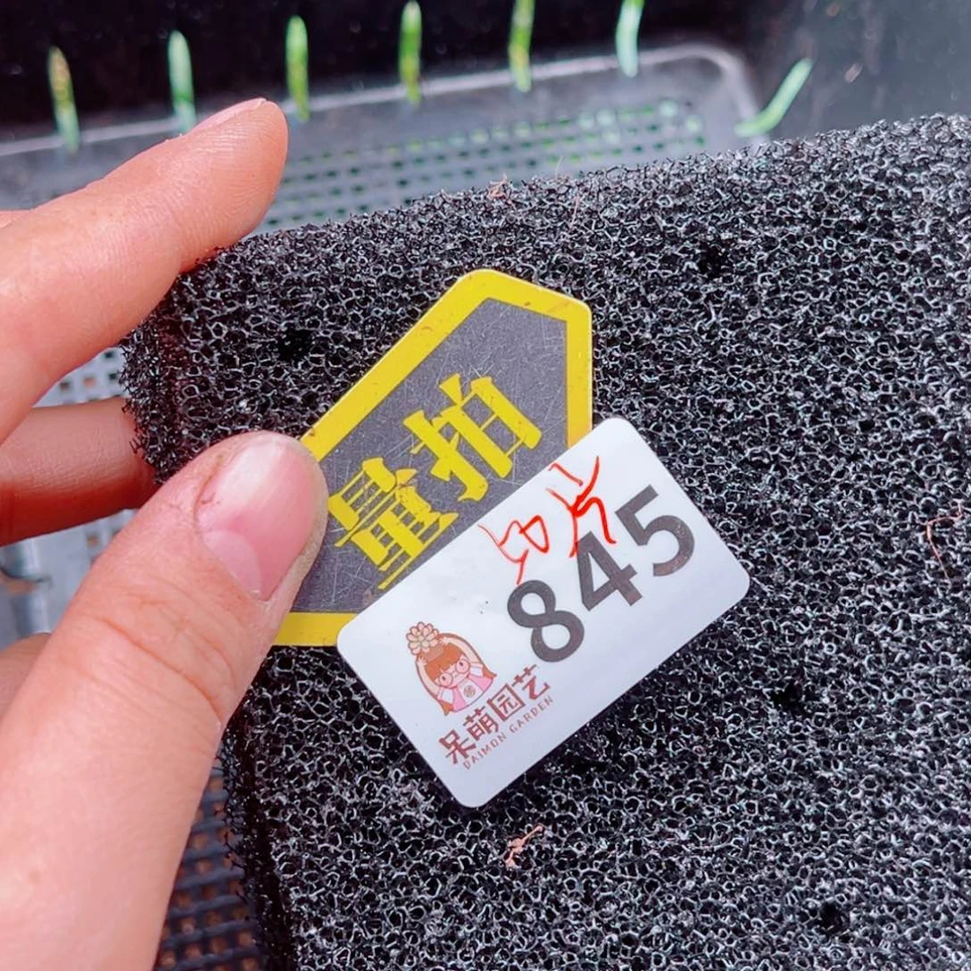 多肉植物多肉植物