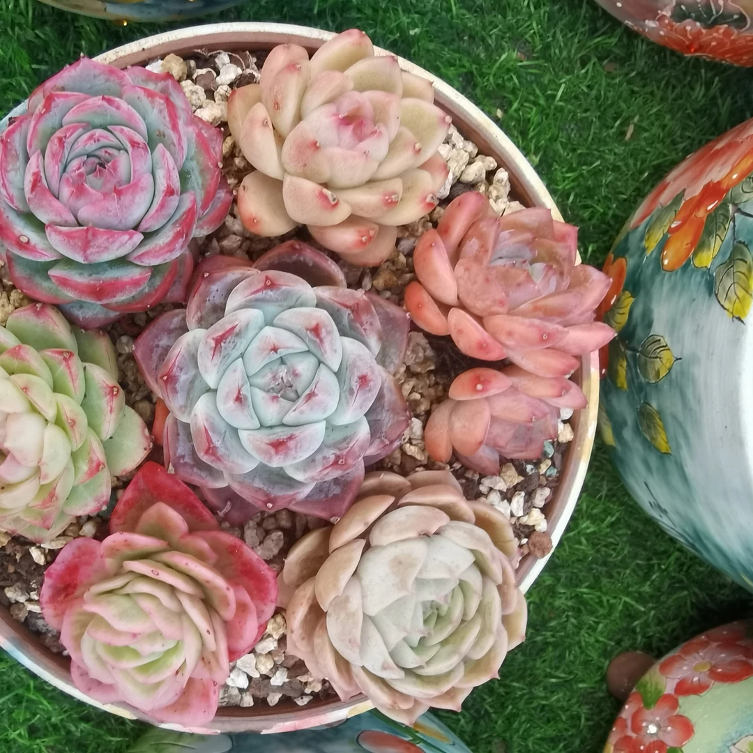 新手好养多肉植物组合盆栽7-8个头随机搭配