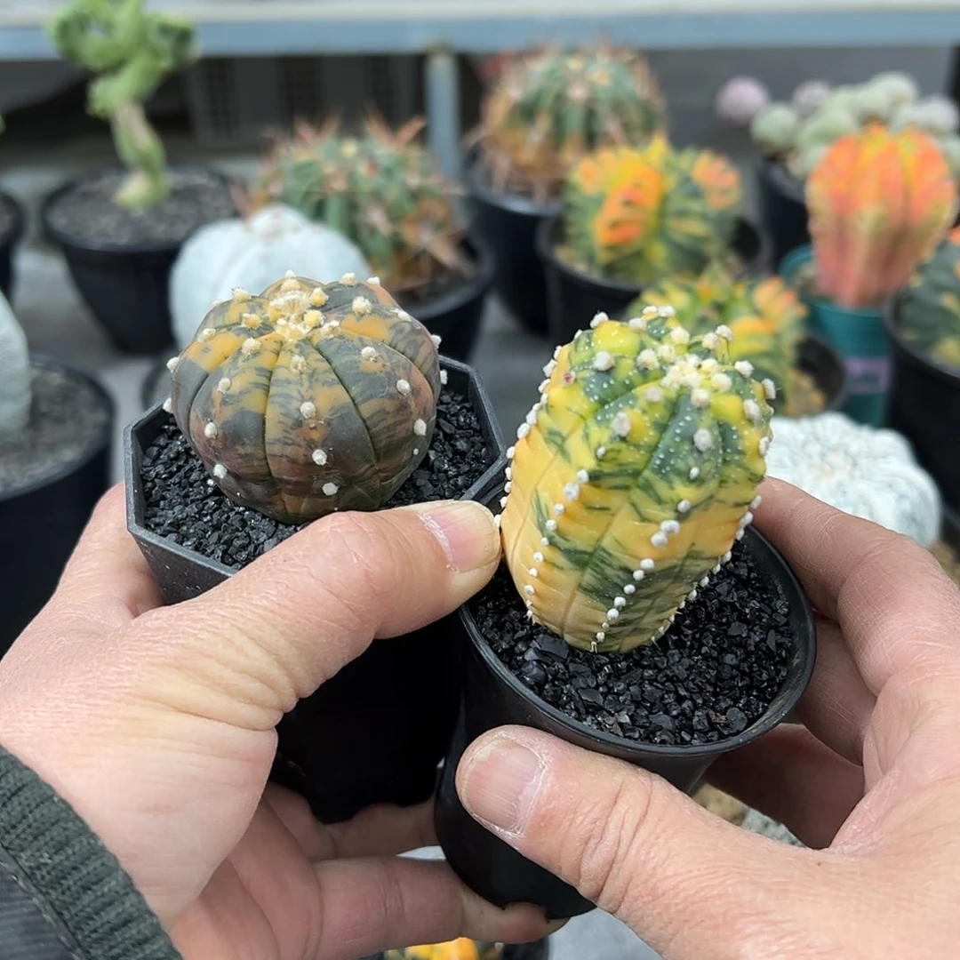 K***i两棵兜锦8888888888