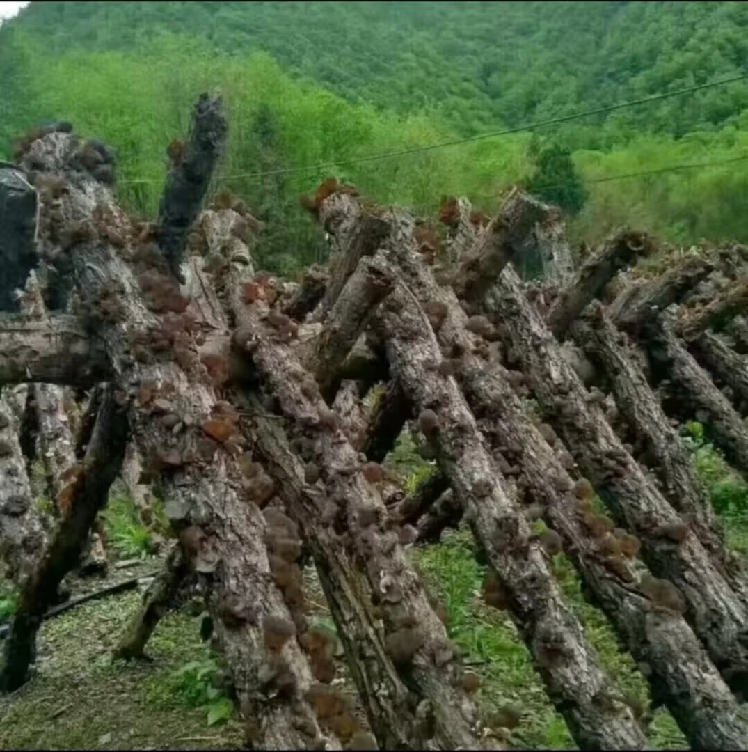 精品正宗木椴木耳手工选东北黑木耳新货椴木黑木耳无根软糯秋木耳