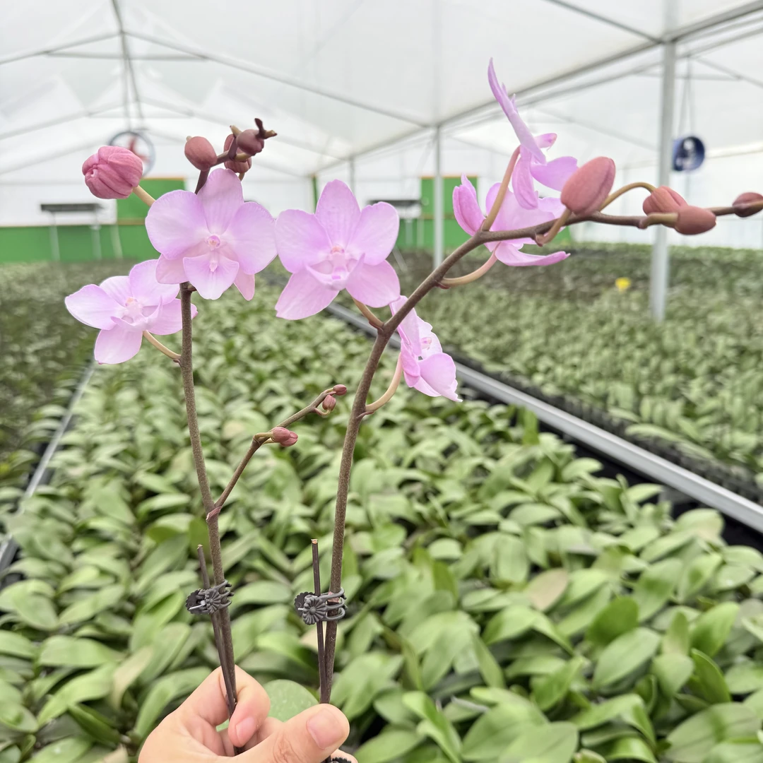 【神仙姐姐】蝴蝶兰精品花卉 带花苞带侧枝 粉色系中花型 3.0寸大杯