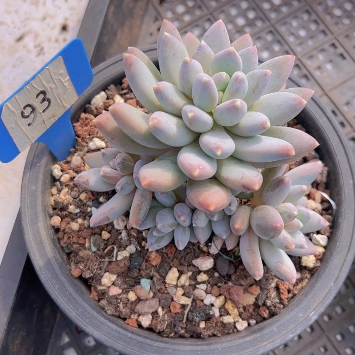 健健康康平平安安