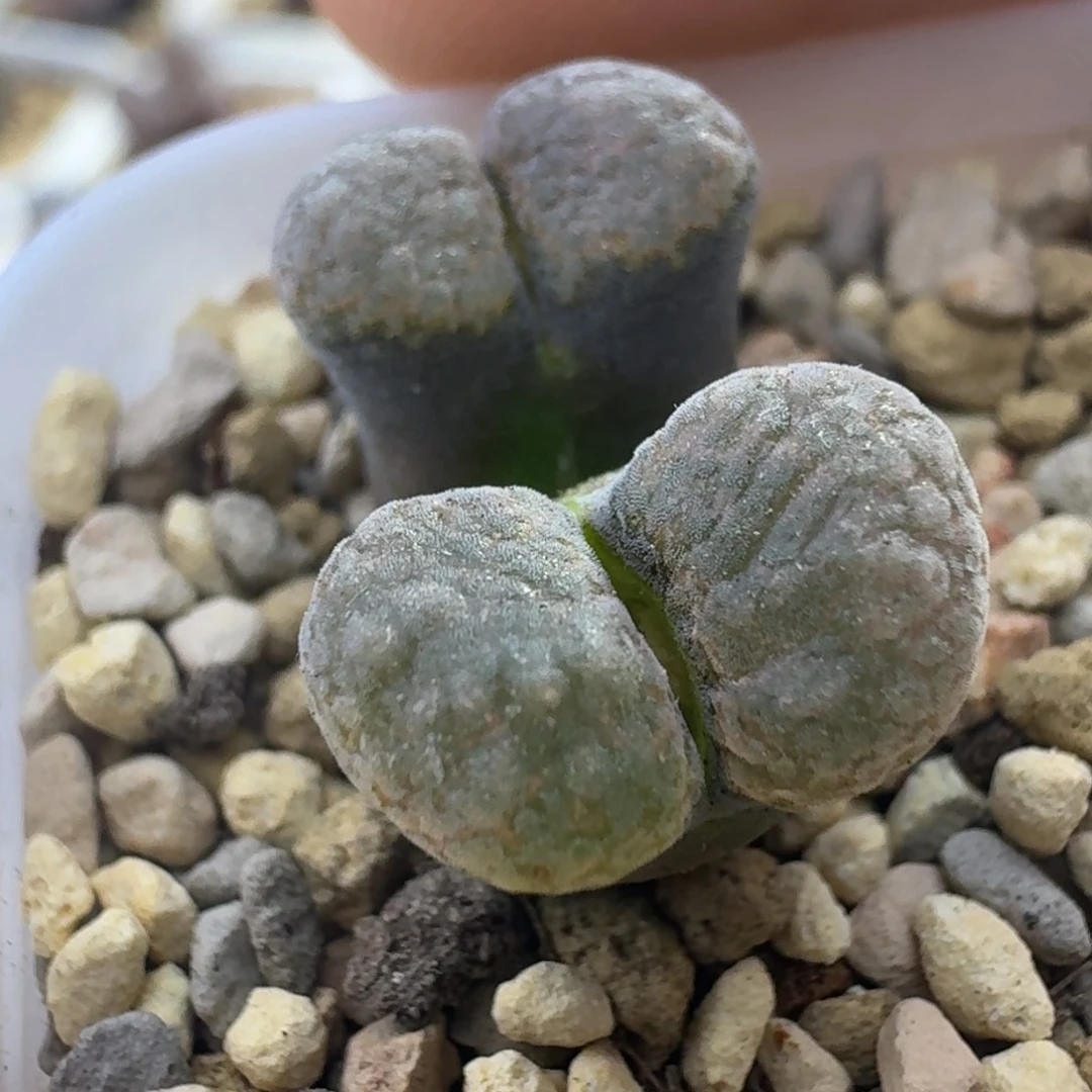 18号双头雪花窗一物一拍1.1  1.3