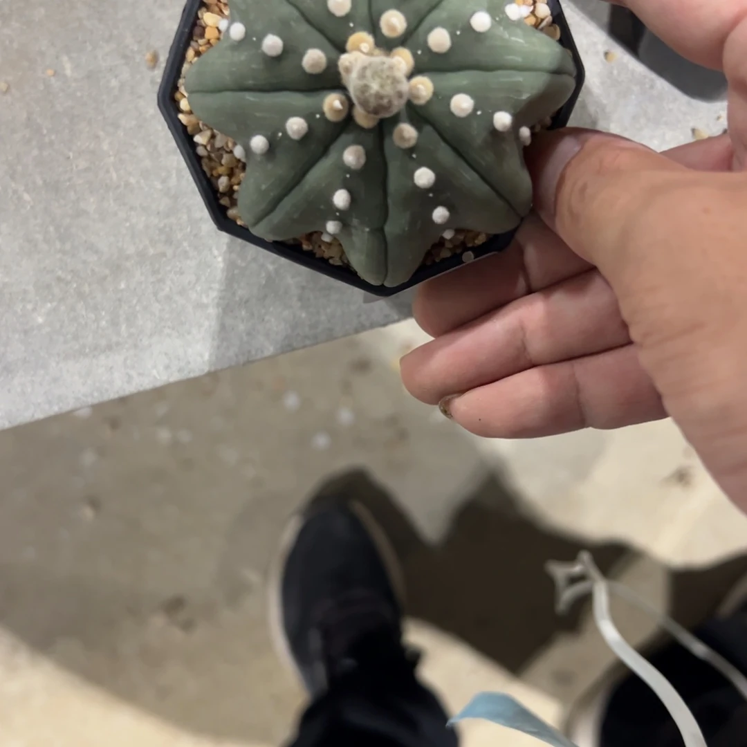 狂***牛A320号兜仙人球多肉