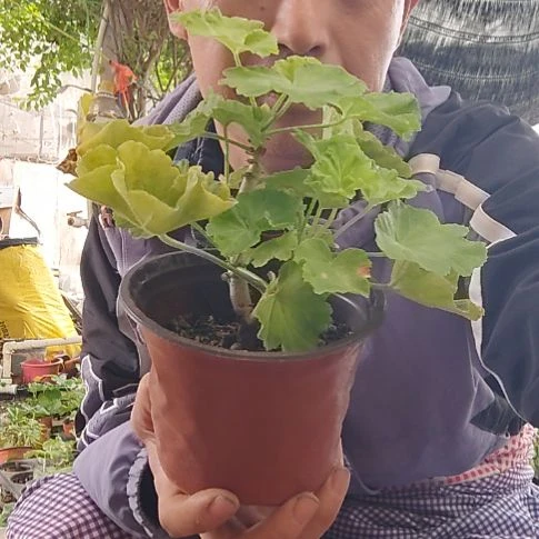 无花朵维娜一盆带分枝