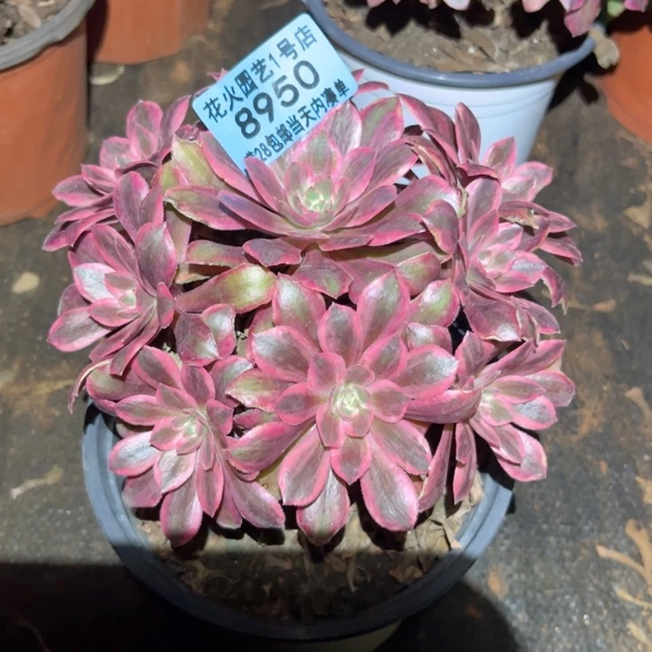 浣纱8950多肉植物