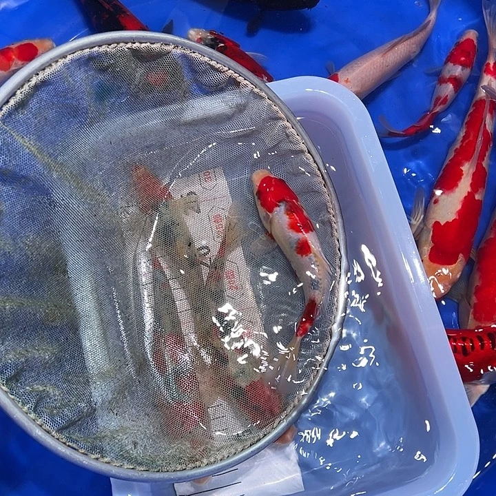 海水鱼锦鲤的尾巴和尾巴