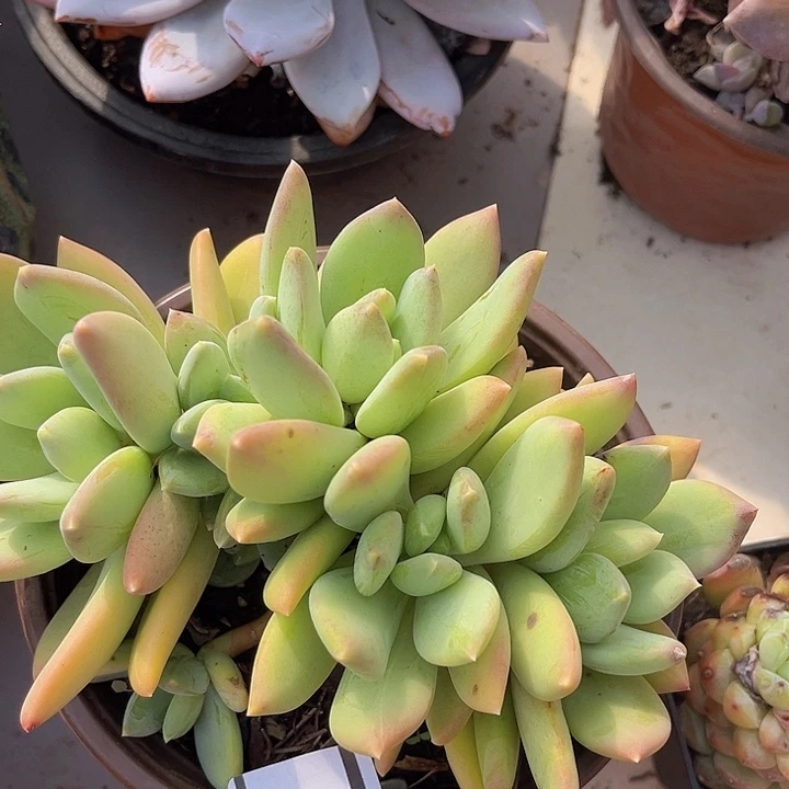 海洋之星0129多肉植物