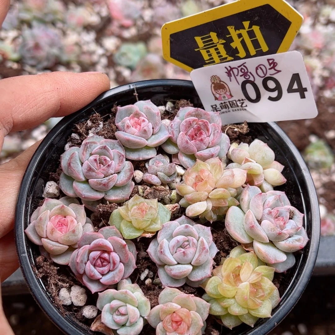 多肉植物多肉植物
