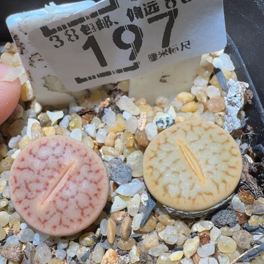 Ssss精品生石花197