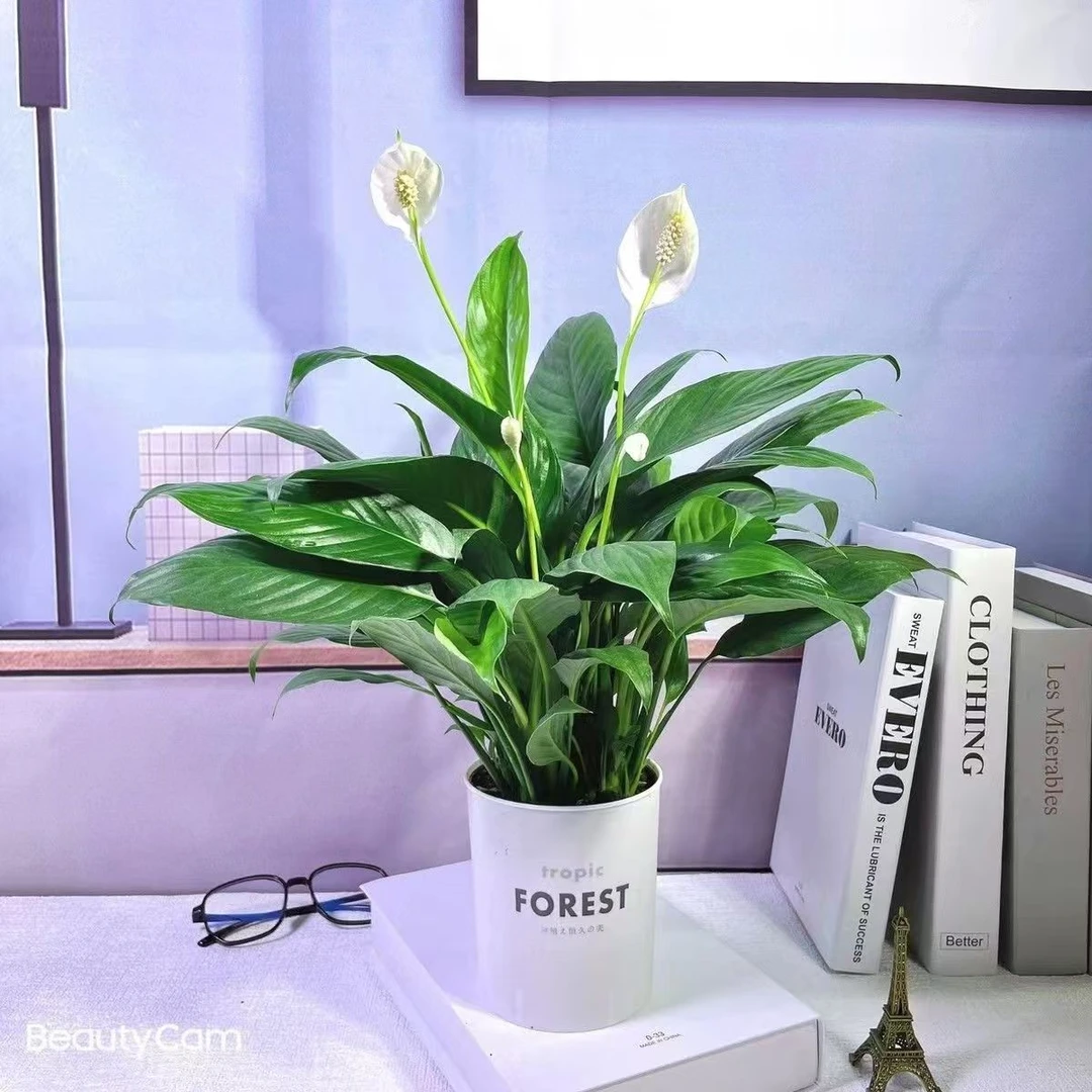 大一帆风顺盆栽白掌盆栽水培植物室内好养花卉空调房四季开花