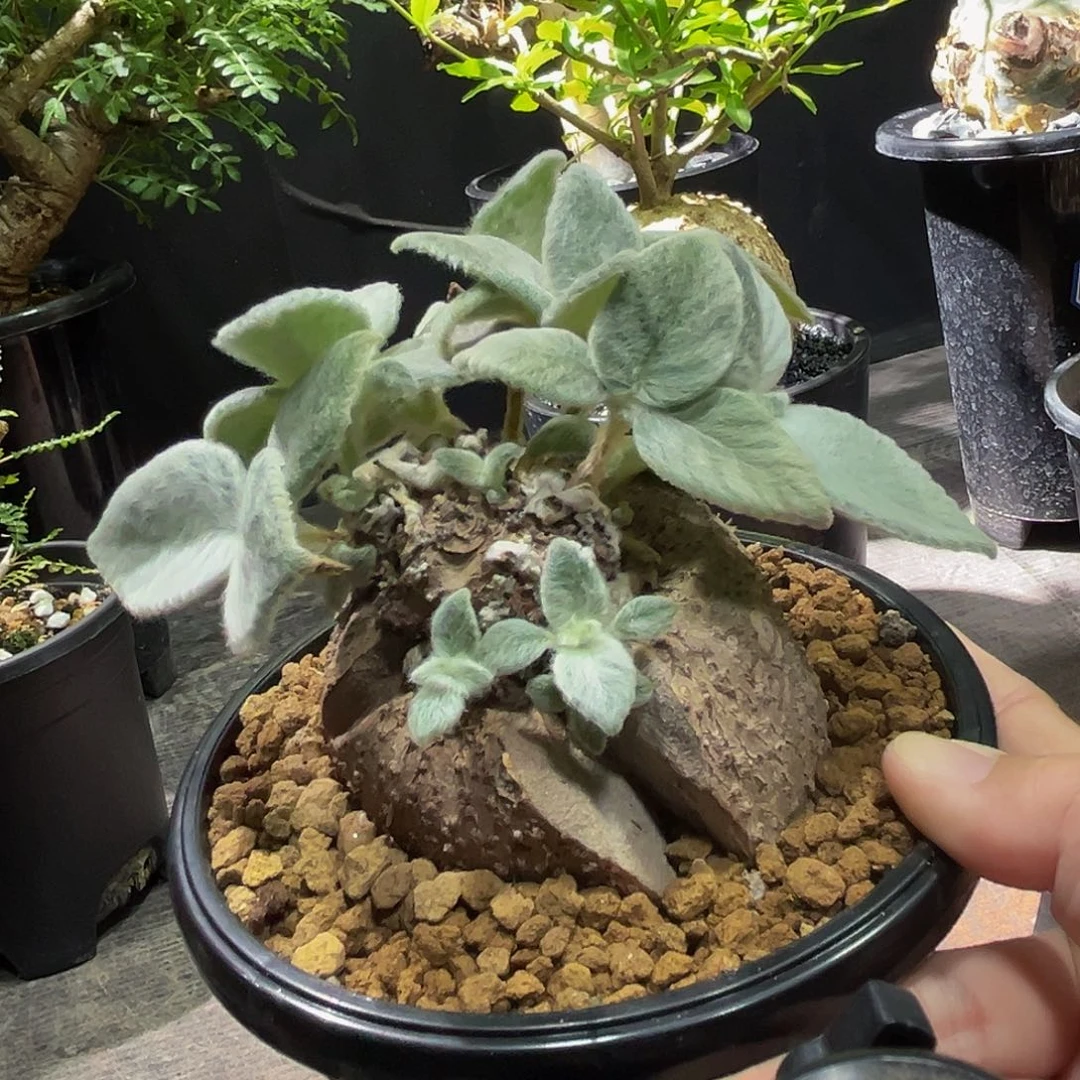 断崖女王福利88888888