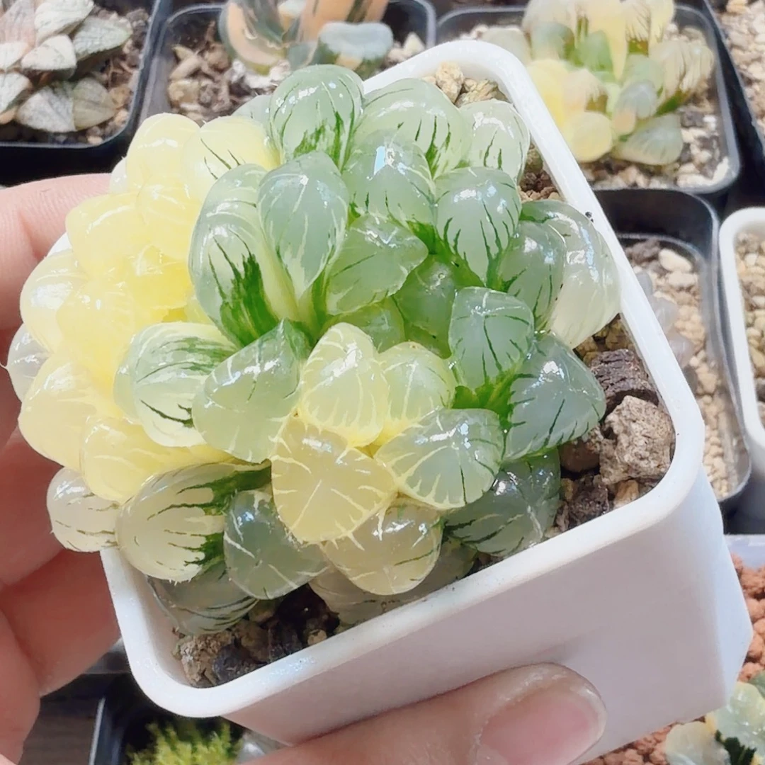 十二卷实生冰灯锦福利