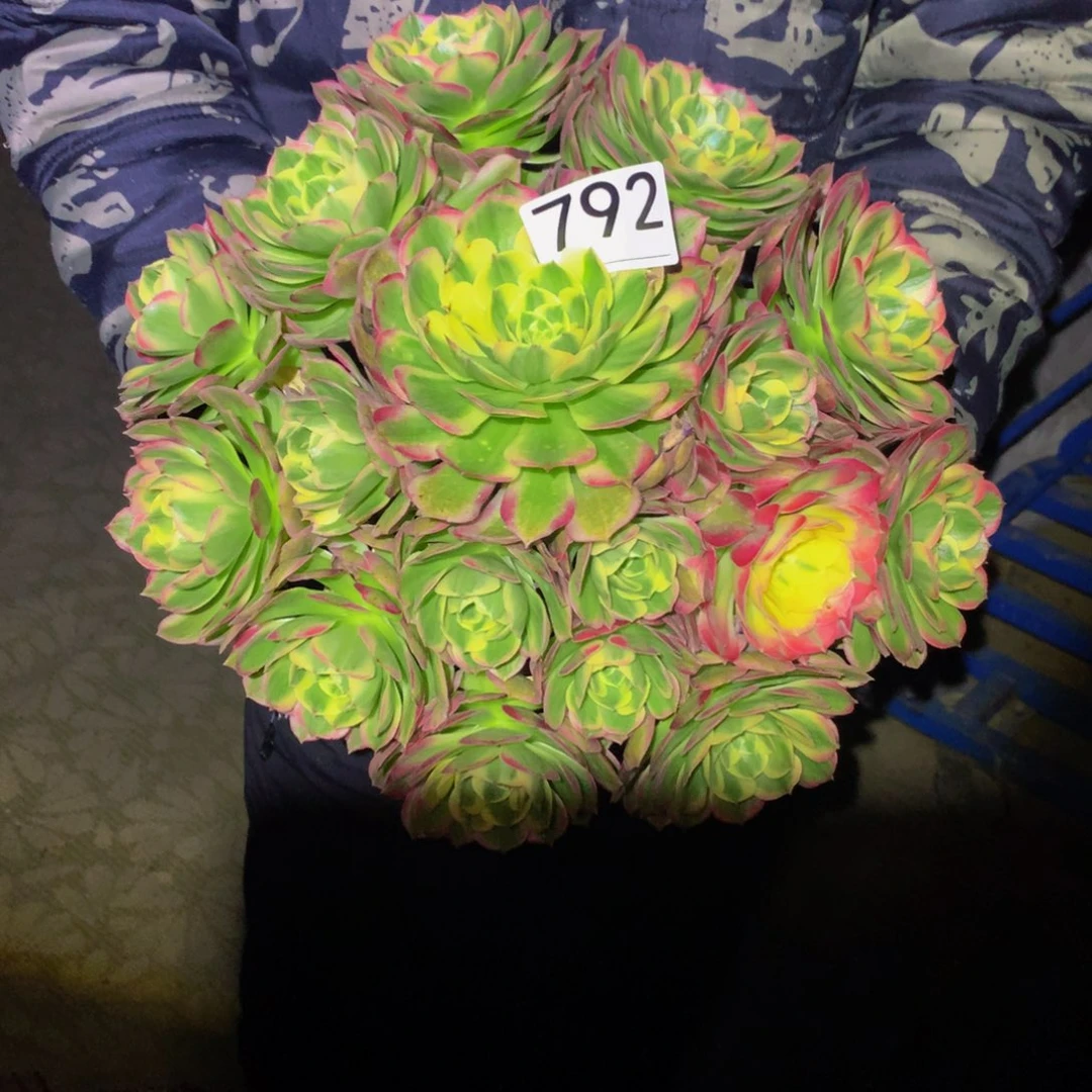 法师多肉植物792