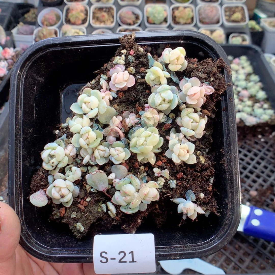 无花朵S21甜心181英语