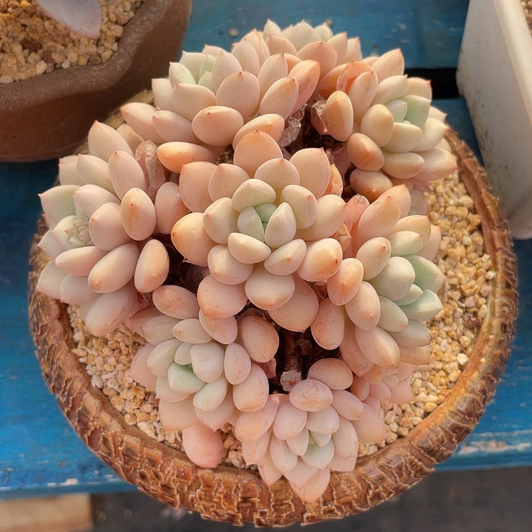 拉丝雨群生多肉植物一物一拍