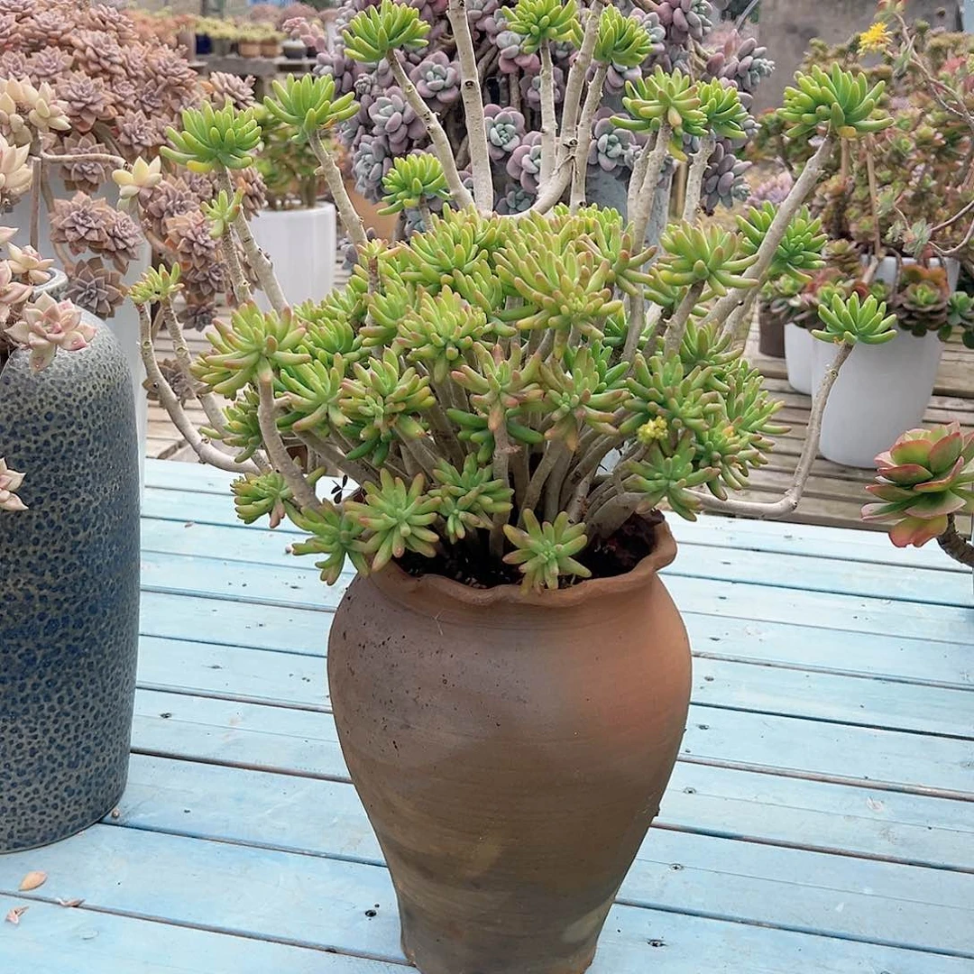 用****敏八千代带盆多肉植物