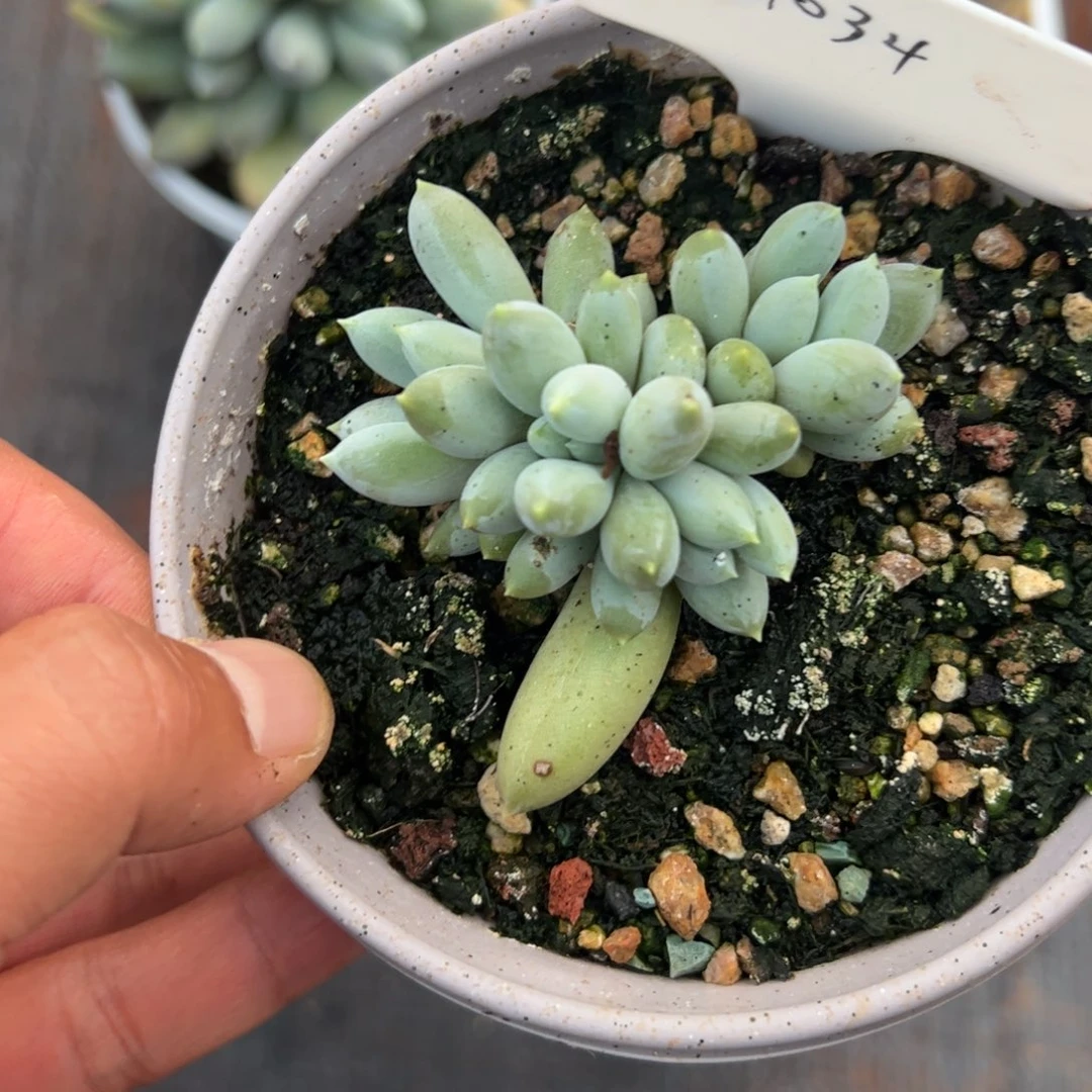 61034 焦糖体哥特张张精品多肉