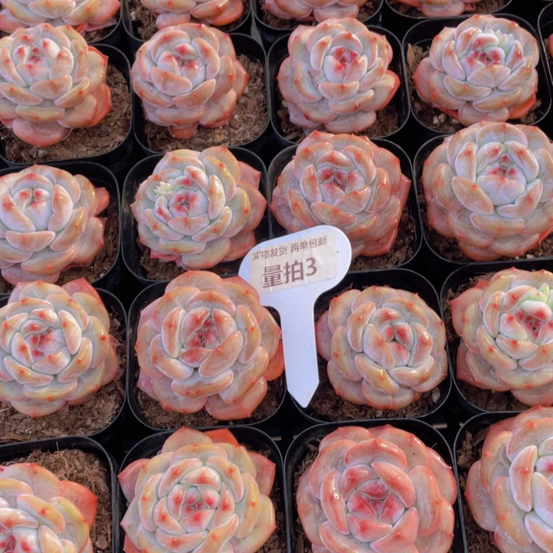 量拍3号 紫皮石榴籽星影单头两个