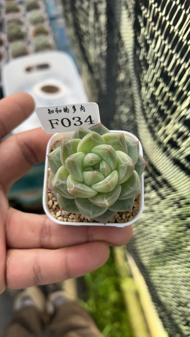 知和的多肉F034专拍链接
