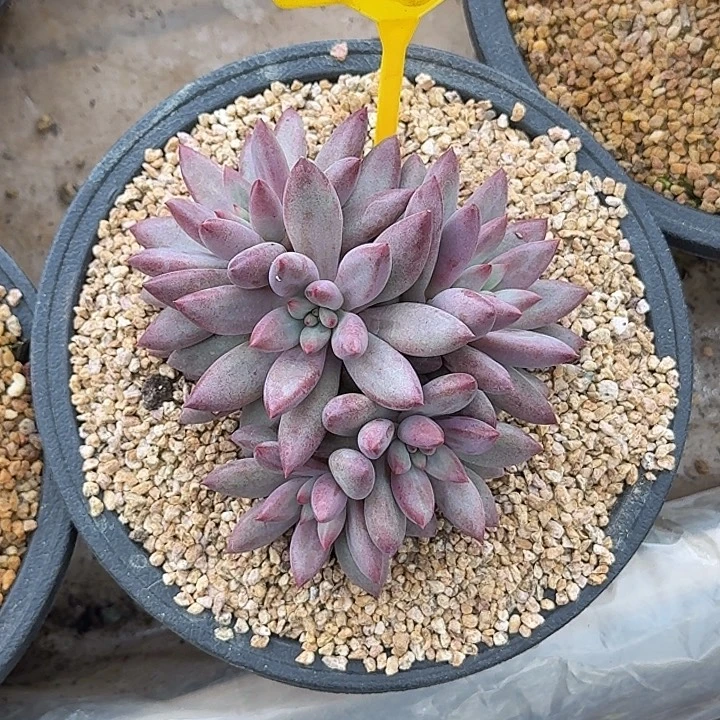 多肉植物虞美人群965