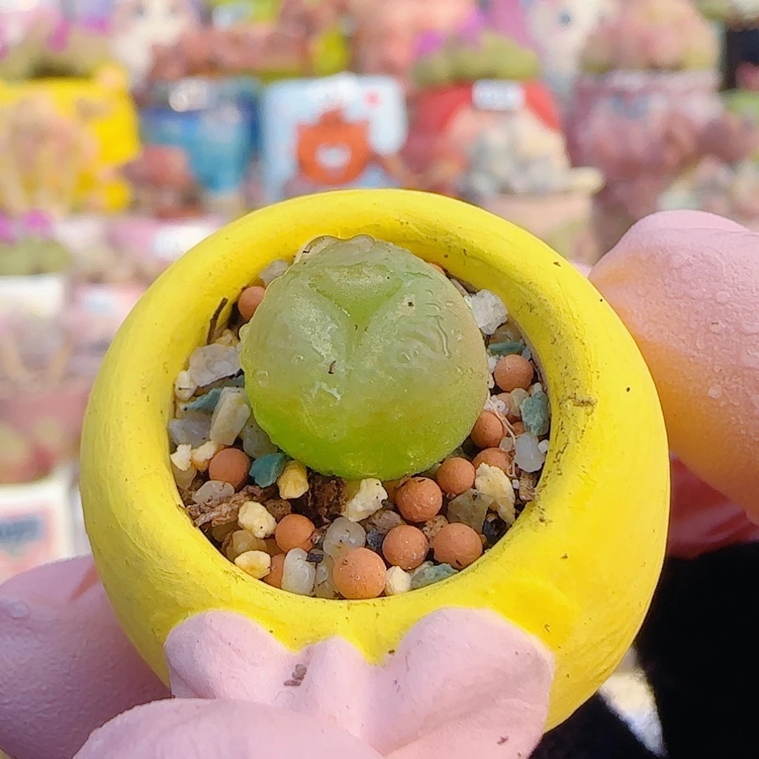 L稀有奔驰 盆口2cm