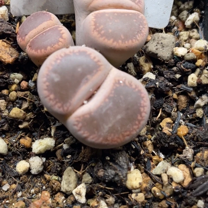 完全开放722ko比利时群