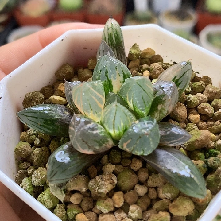 大窗oh玉露锦带盆土发货