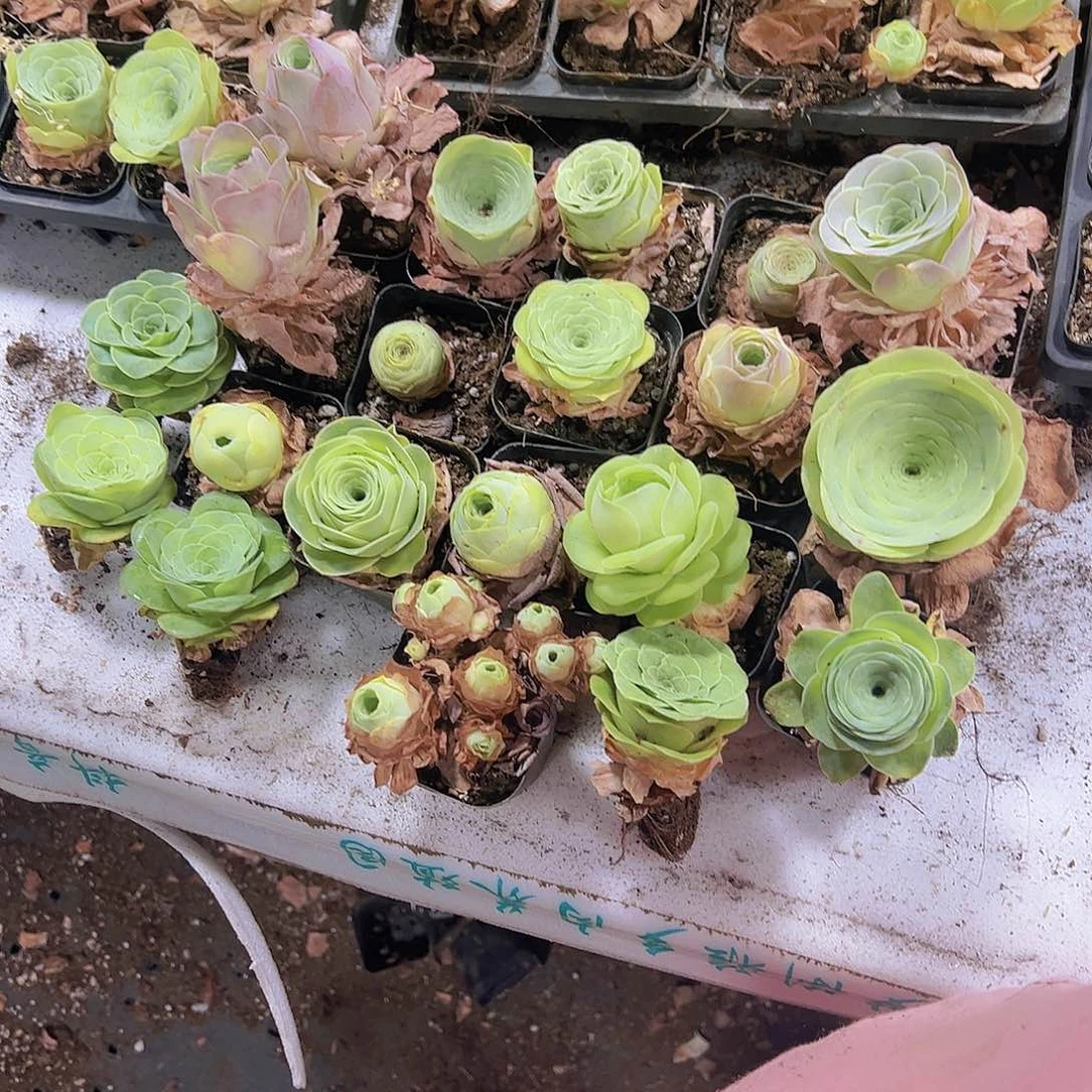 玫瑰组合发样品20个