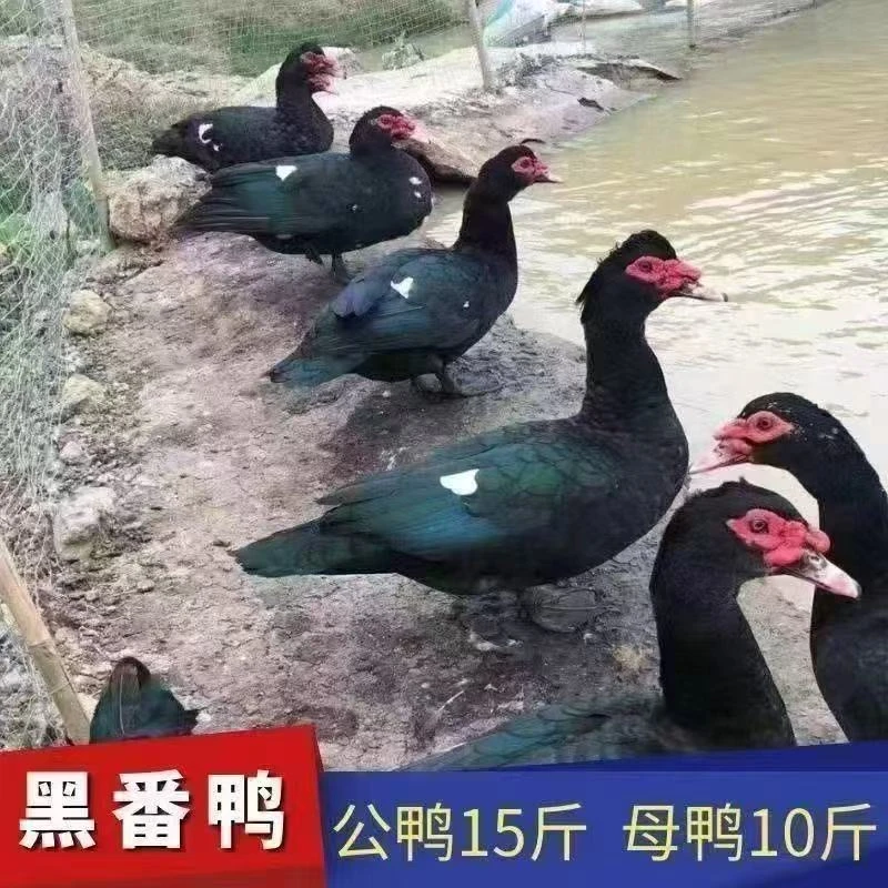 宠物鸭 罗纹鸭 大种黑番鸭 【顺丰包邮】