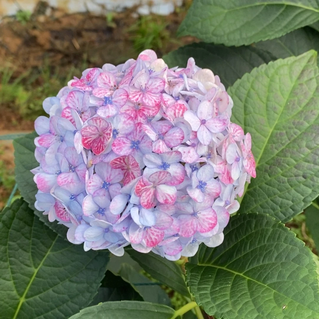 加购382号绣球/有色差介意勿拍/3单冷链包邮/偏远补运费发德邦