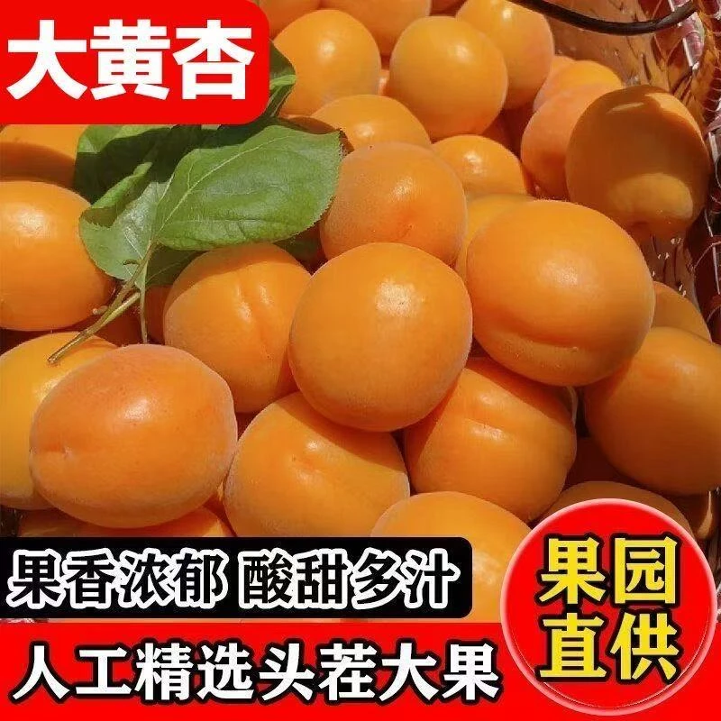 【顺丰速递】头茬山西高山大黄杏新鲜爆汁当季水果酸甜爽口金太阳