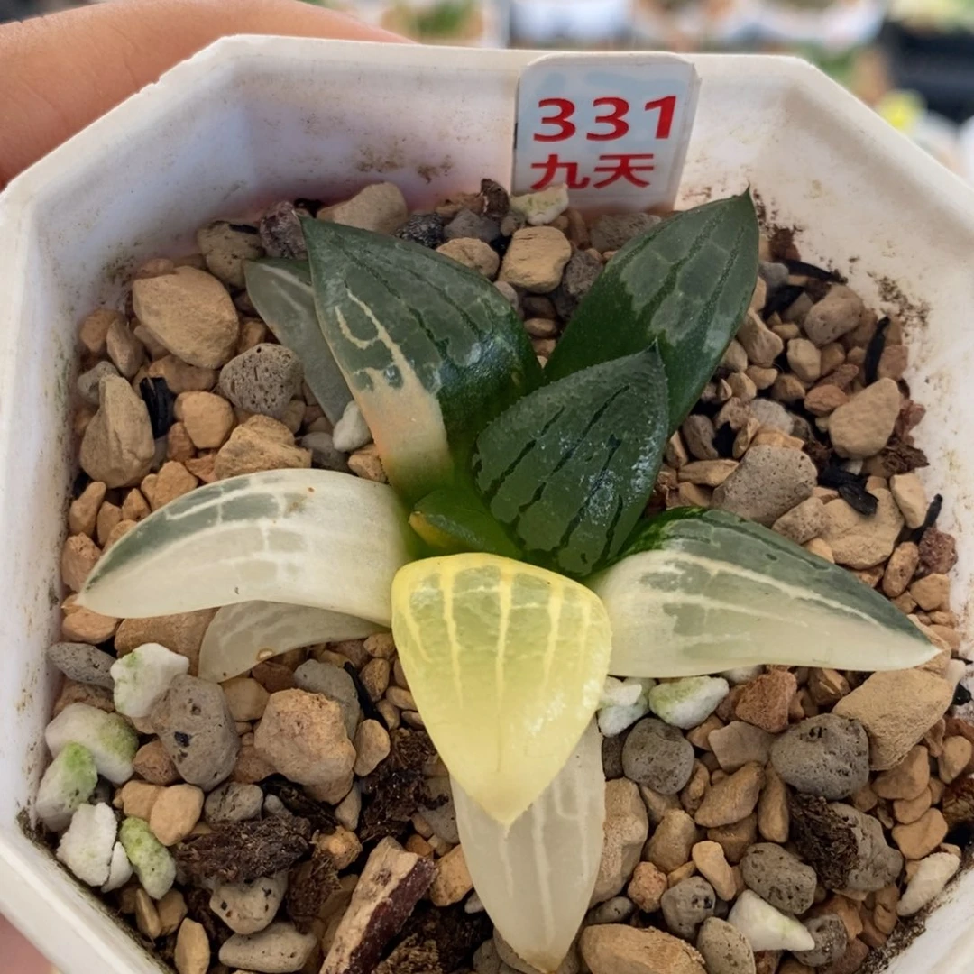 331号阿房宫锦多肉