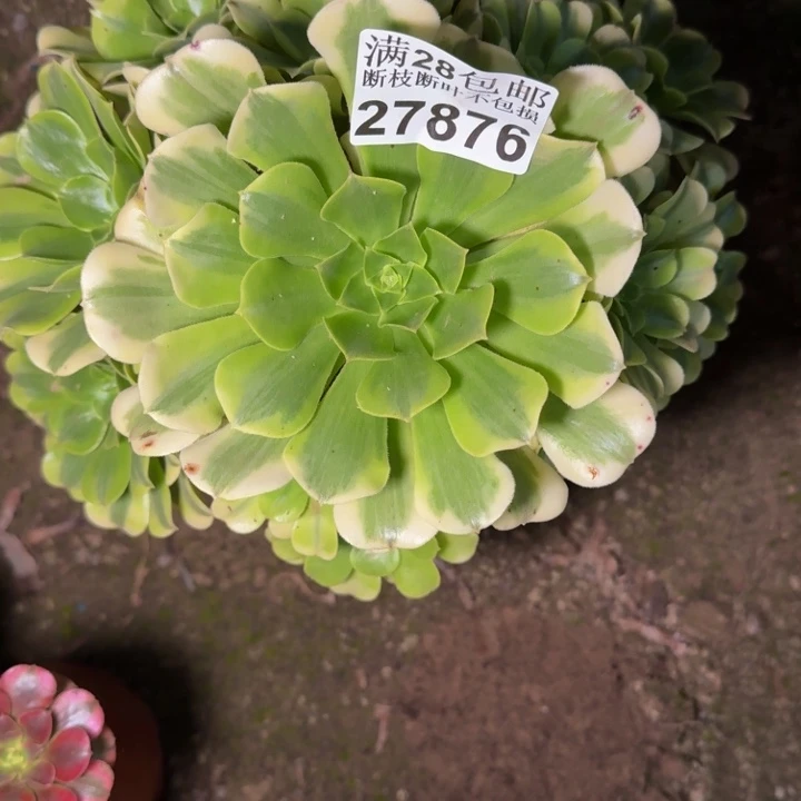 27876南绿豆沙不包断枝