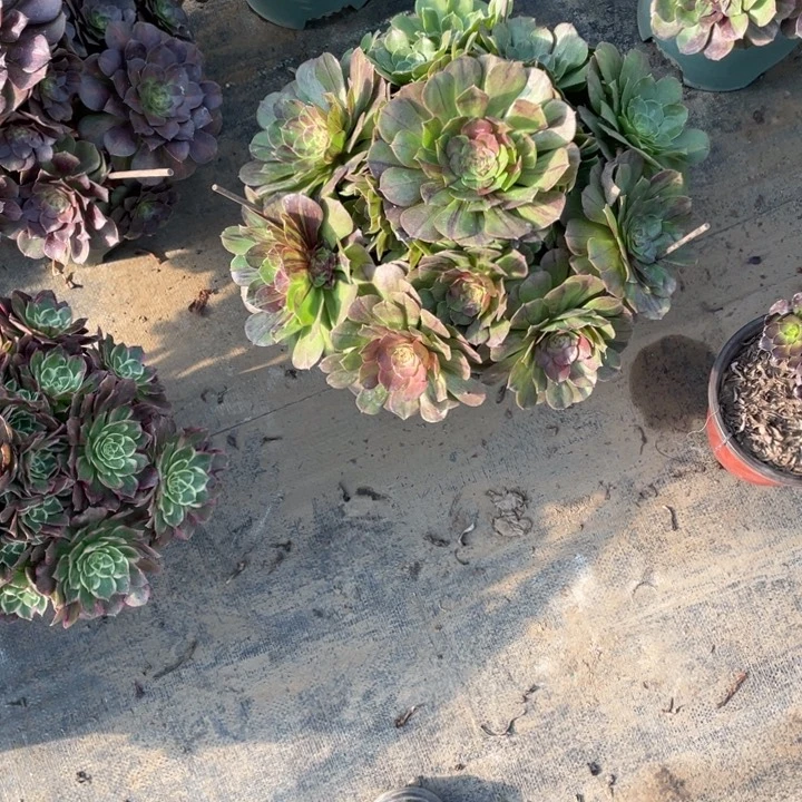 48花月夜多肉植物多肉