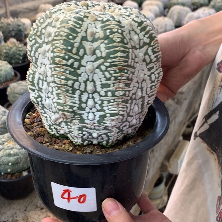 星兜40号。。。。。。。。。