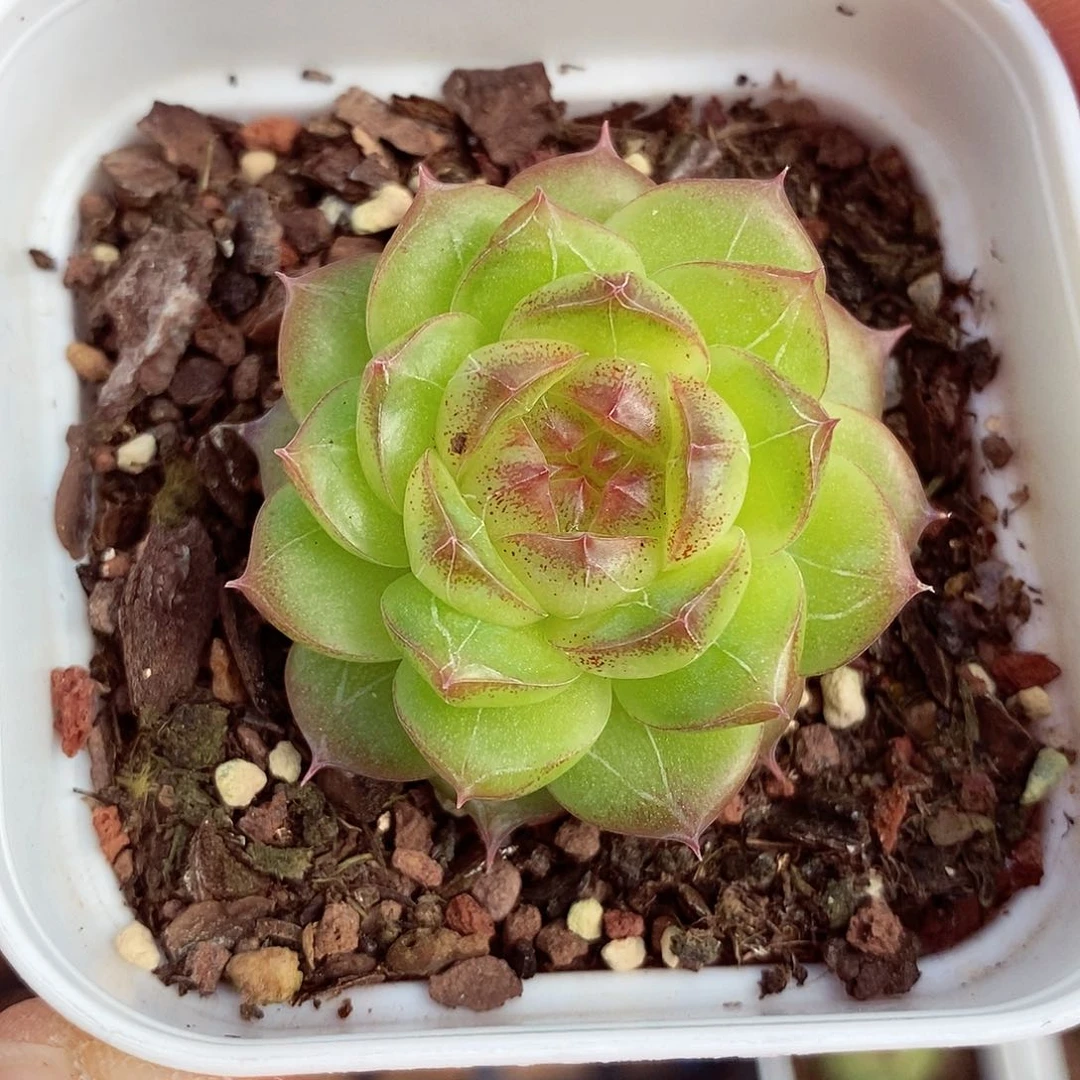 麦秆珍妮5cm左右多肉植物