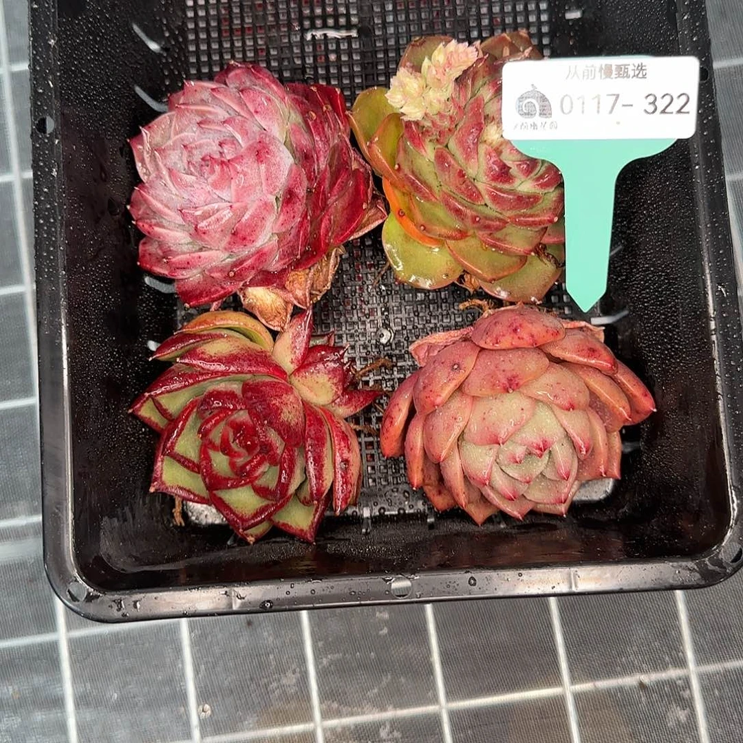 从前慢花园精选0117-322