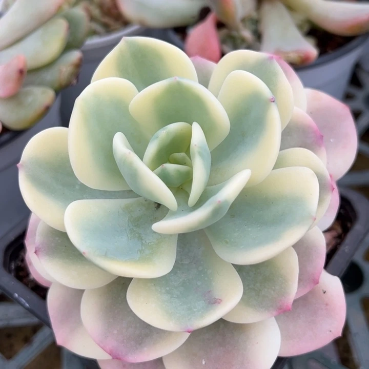 白月光锦一物一拍锦龙