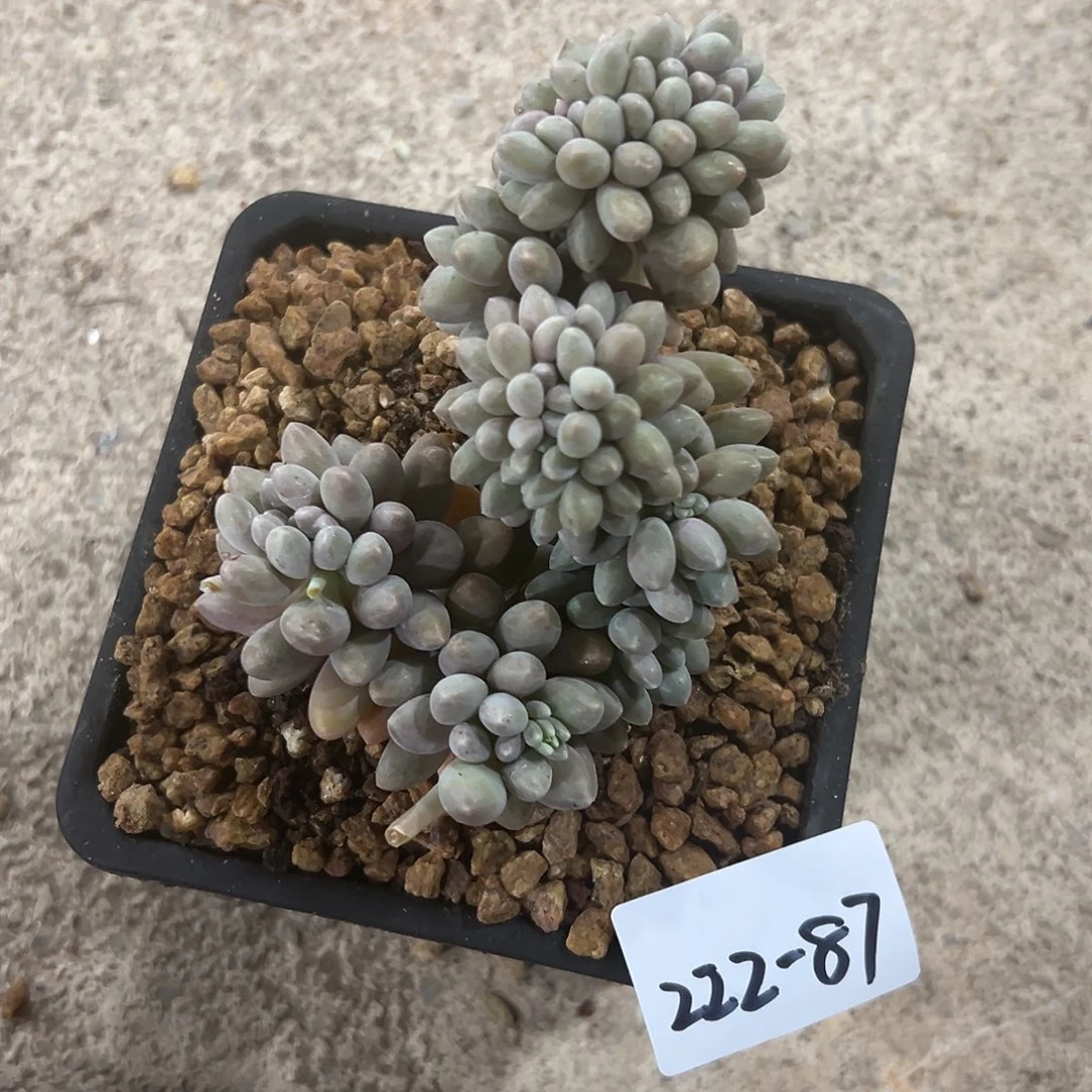 222-87星黛露缀化多肉