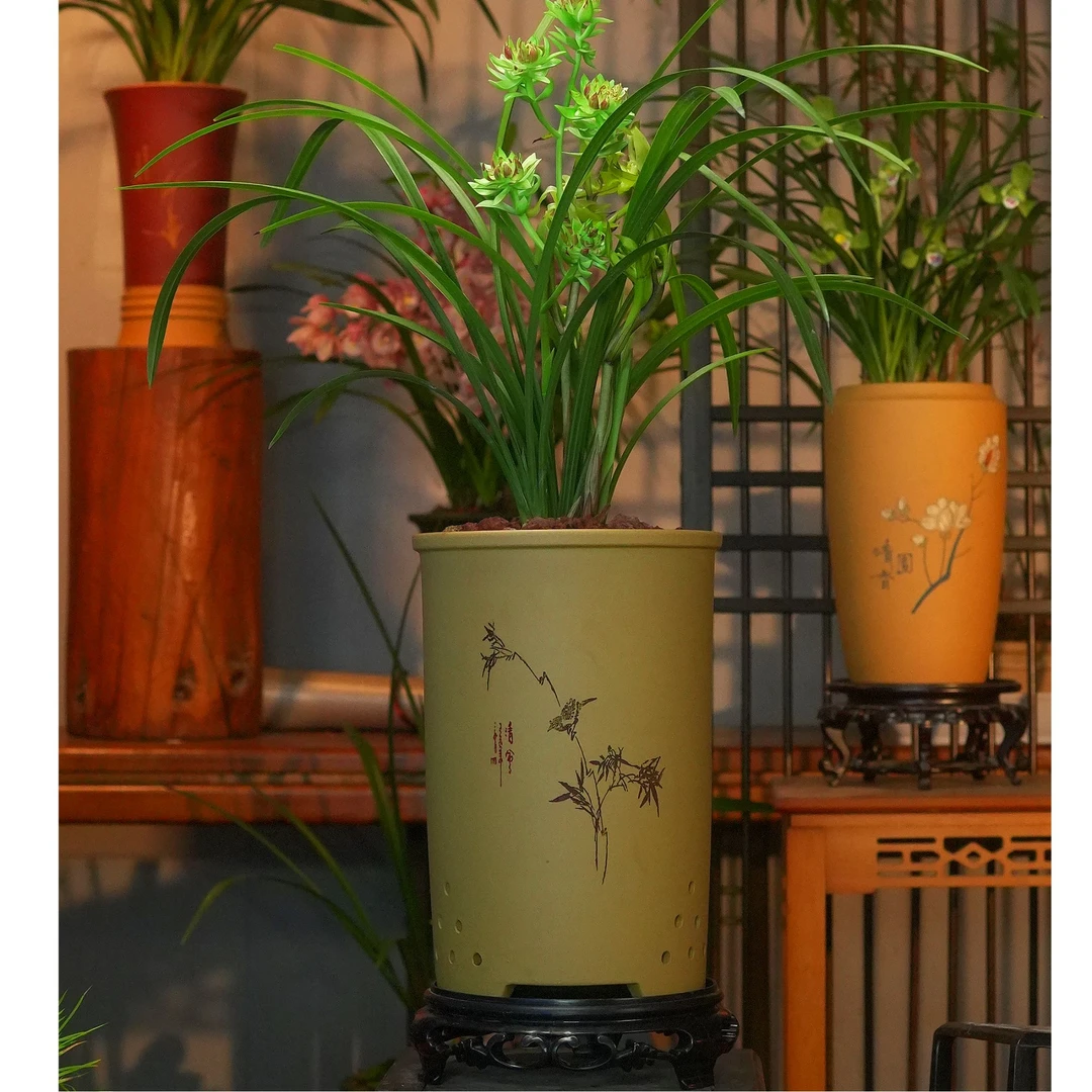 春兰铭品【南国牡丹】宜兴紫砂花盆幽香兰花带花芽室内好养易活