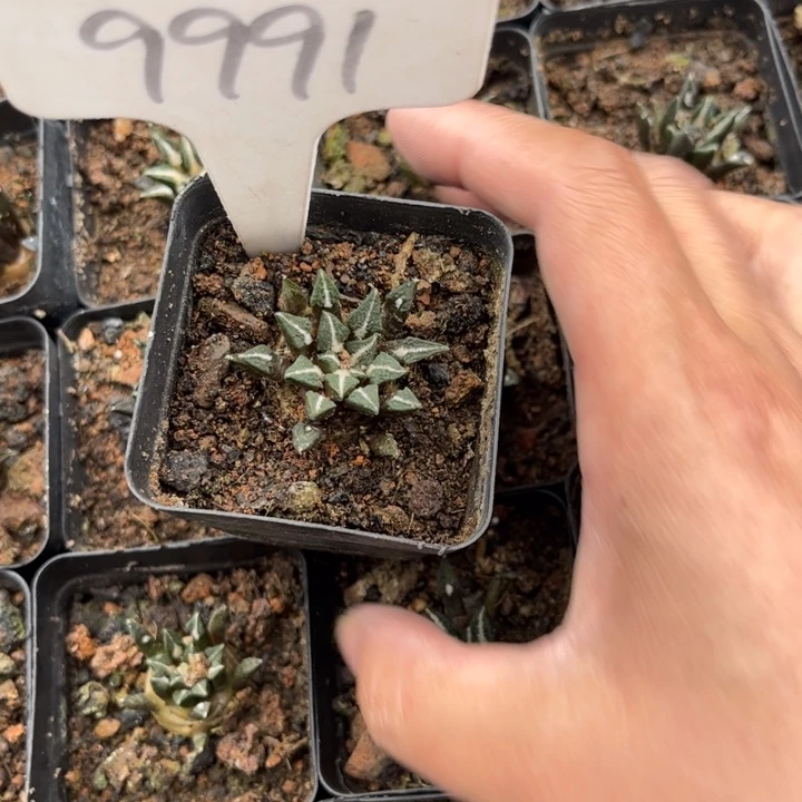 d****n99991实生黑牡丹好养皮实好活