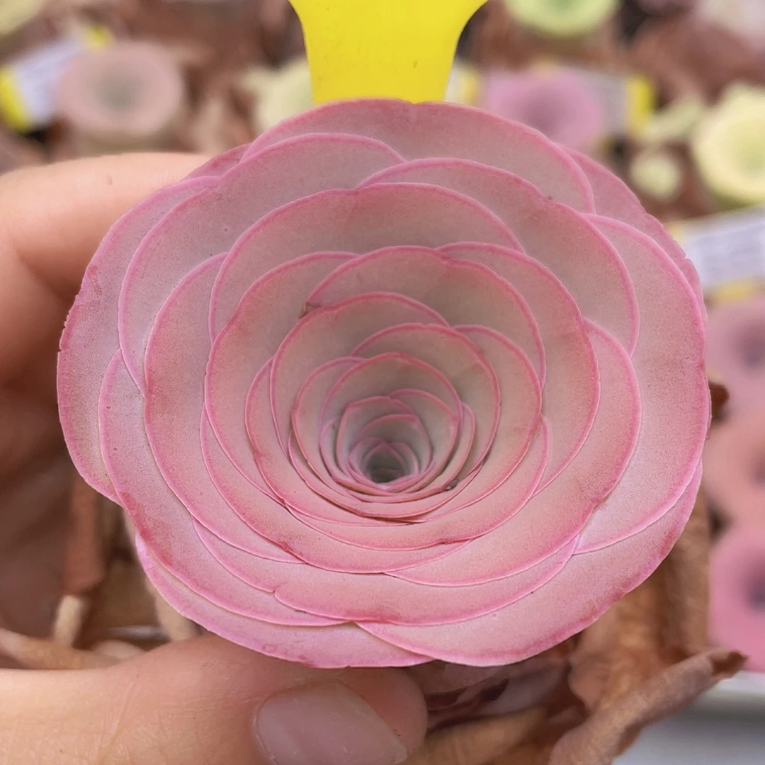 山地玫瑰Z123满38包邮裸根发货