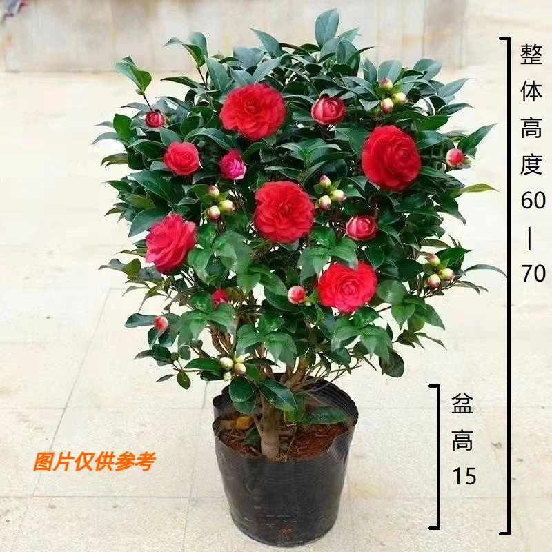 【60~70cm大红茶花带花苞送白盆】盆栽带花苞耐寒四季常青冬