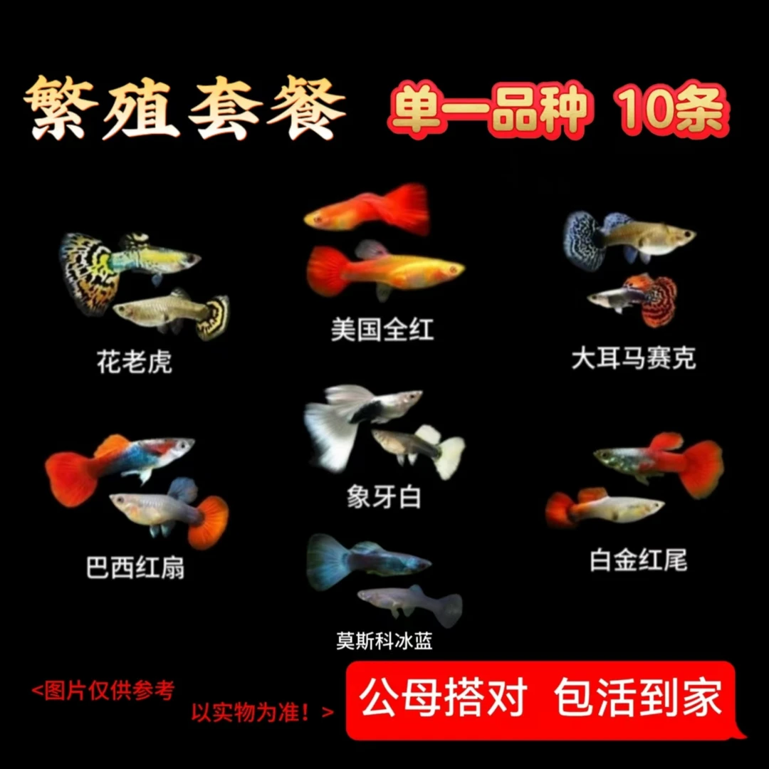 繁殖套餐 纯种孔雀鱼10条（公母搭对，专业繁殖）好看易养易繁殖