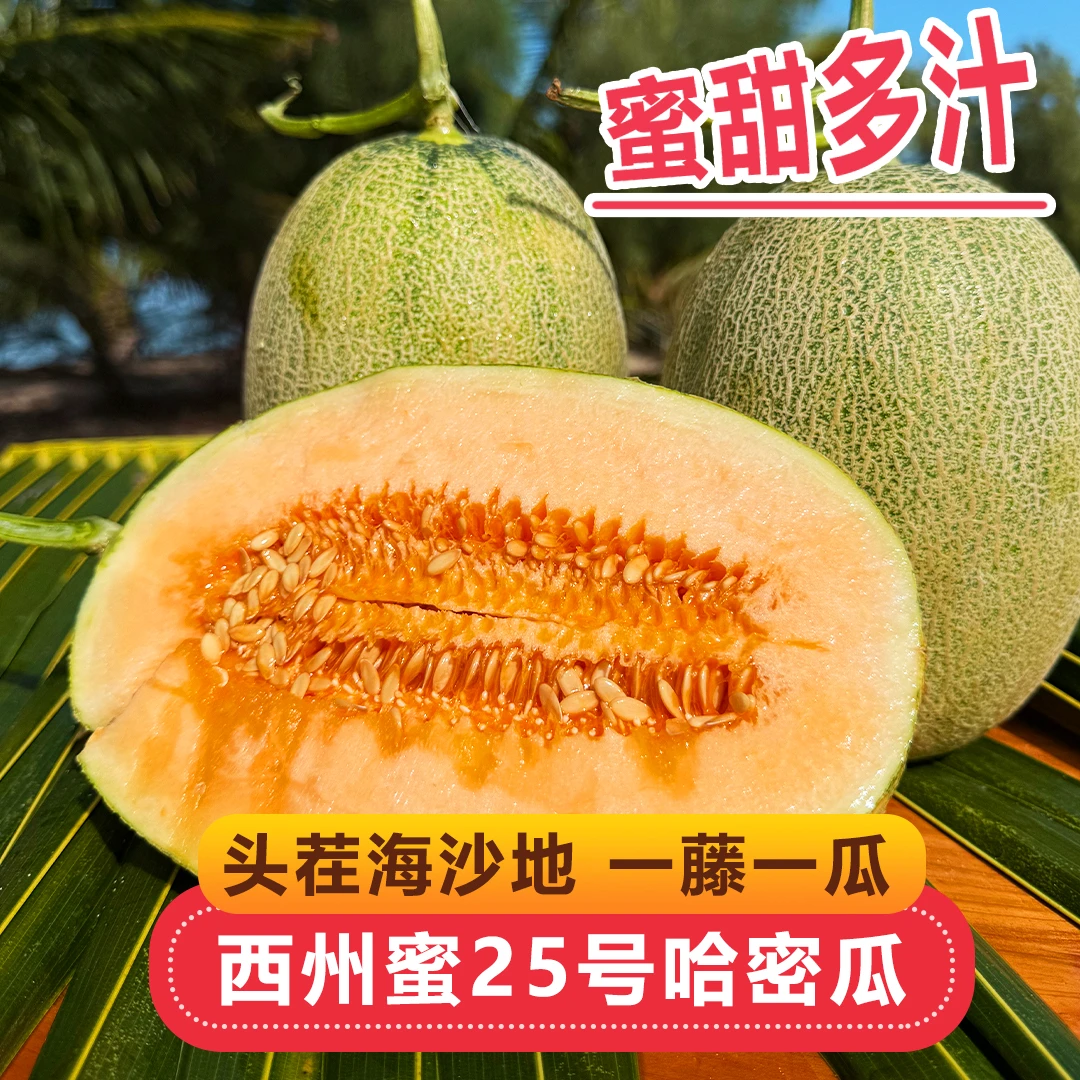 【小满果园】海南哈蜜瓜头茬海沙地蜜瓜香甜多汁一藤一瓜新鲜水果