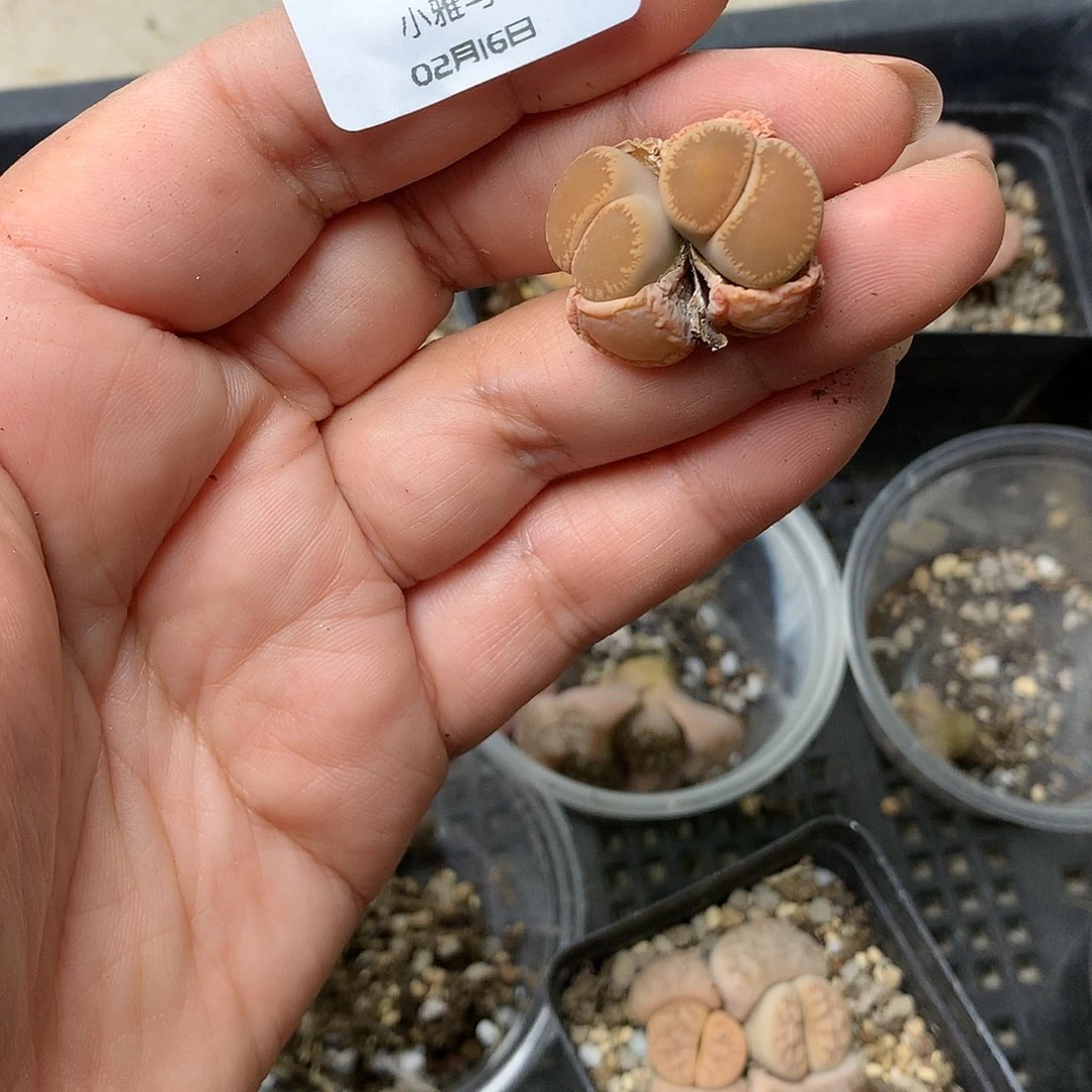 K715多肉植物保护研究所