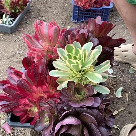 880五棵多肉植物