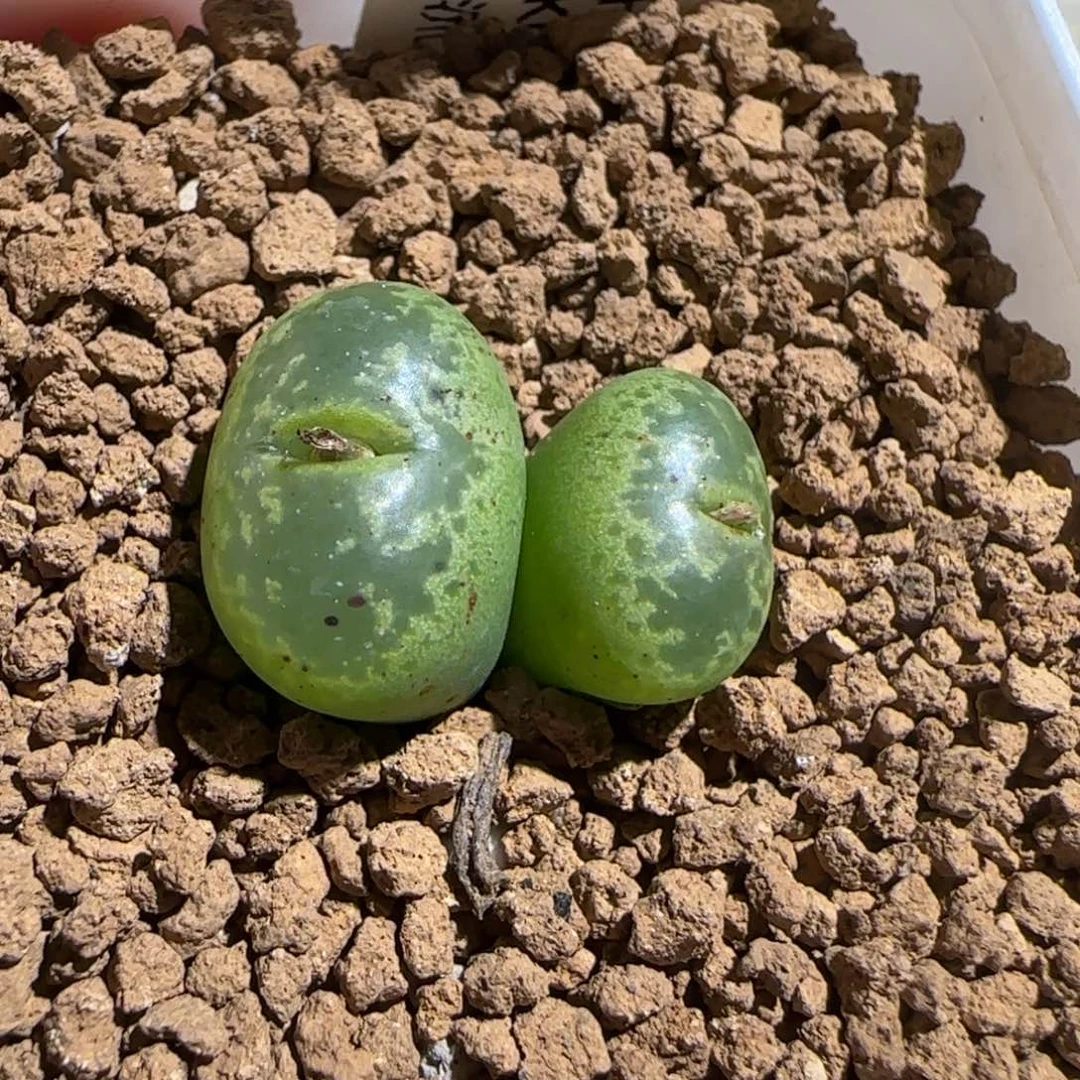 肉锥多肉植物组合-绿流苏493