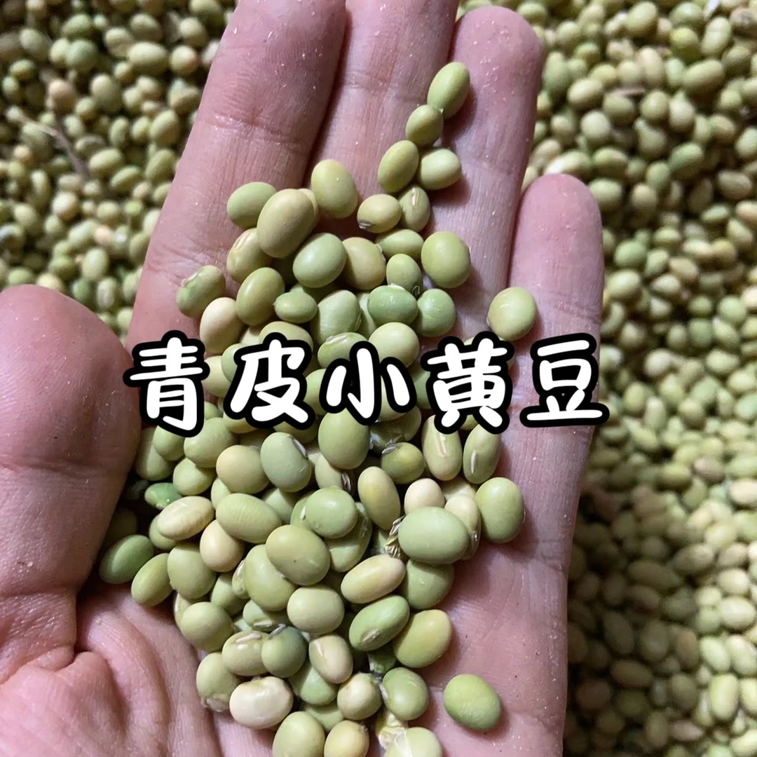 【青皮小黄豆】老品种 小小的身体 大大的豆香